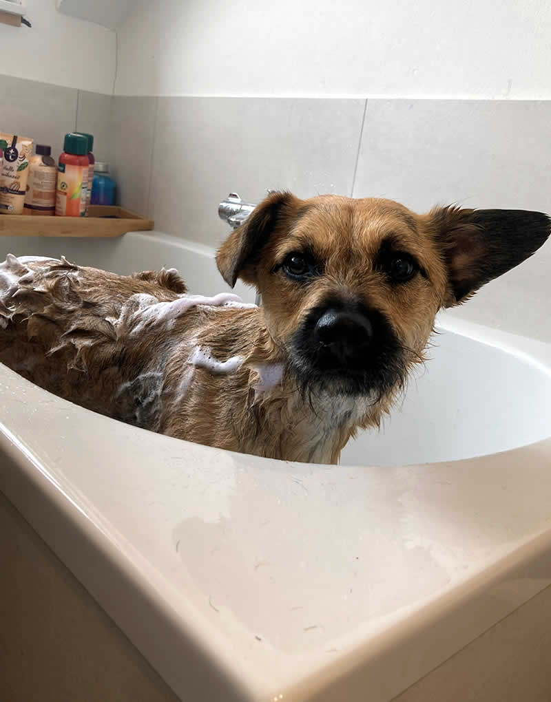 Hunde Pflege, Waschen, Frisour