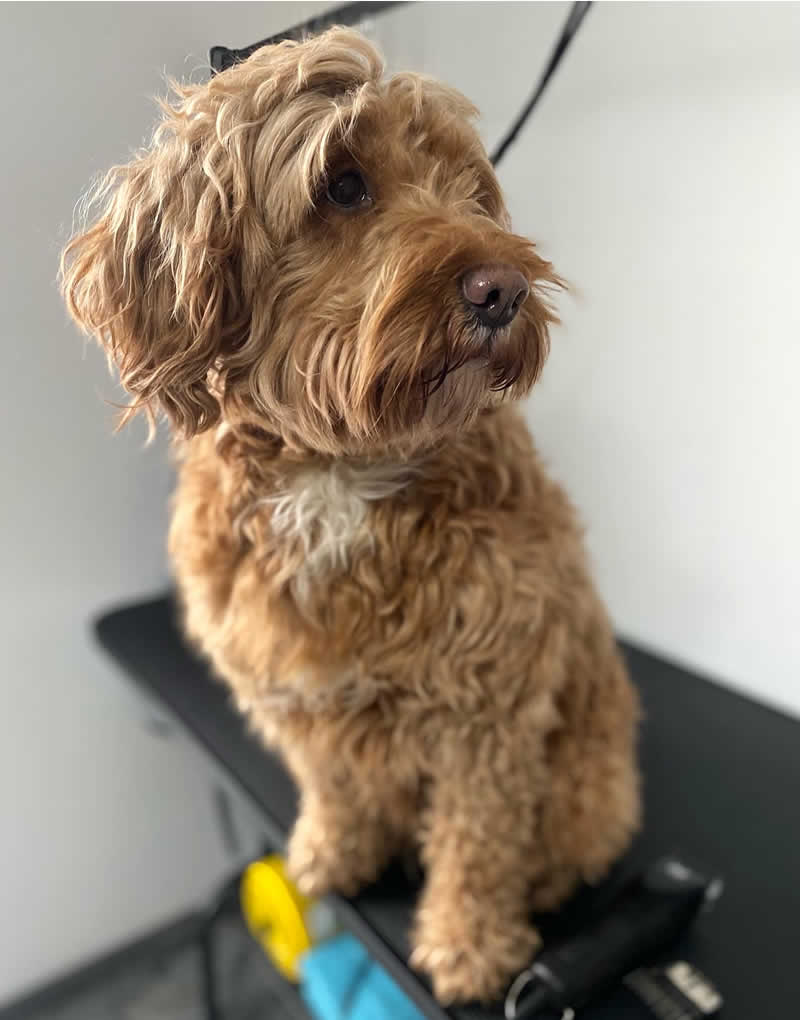 Hunde Pflege, Frisour